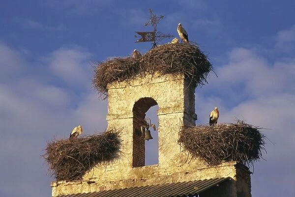 Storks nests on parish church, Villar de Mazarife, Leon, Spain, Europe