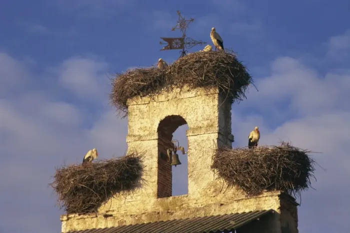 Framed Print : Storks nests on parish church, Villar de Mazarife, Leon, Spain, Europe Framed Print : Storks nests on parish church, Villar de Mazarife, Leon, Spain, Europe