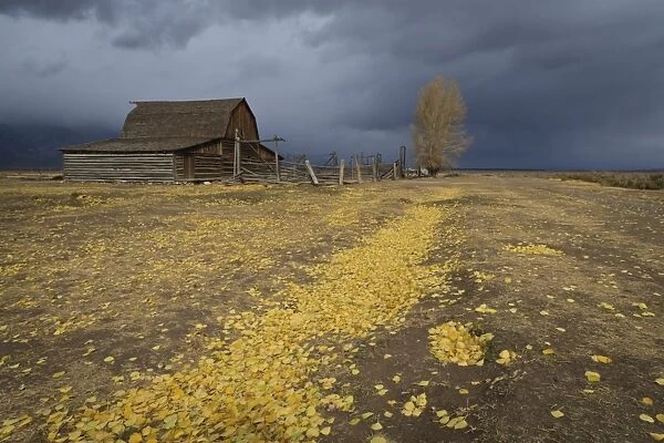 Storm approaches, autumn (fall) leaves cover the ground, Mormon Row barn, Grand Teton National Park, Wyoming, United States of America, North America