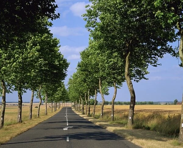 Straight, empty, tree lined road, Normandy, France, Europe