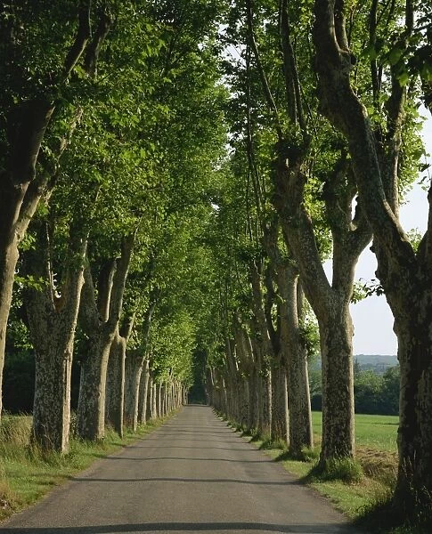 Straight, empty, tree lined road, Normandy, France, Europe