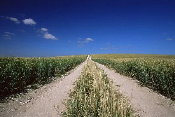 Straight path through field, Hampshire, England, United Kingdom, Europe