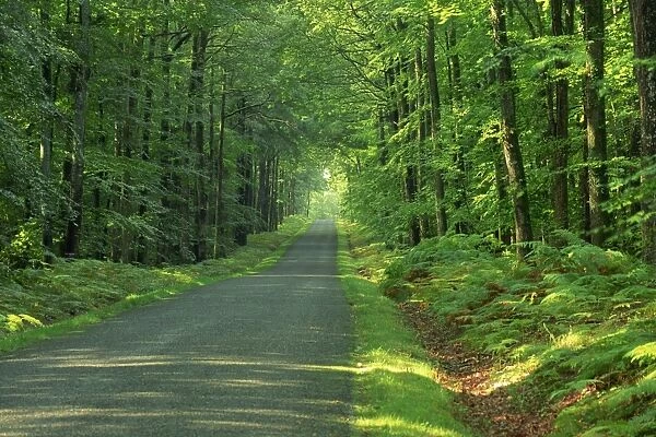Straight empty rural road through woodland trees, Forest of Nevers, Burgundy