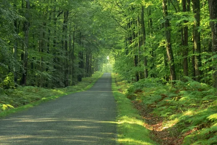 Framed Print : Straight empty rural road through woodland trees, Forest of Nevers, Burgundy Framed Print : Straight empty rural road through woodland trees, Forest of Nevers, Burgundy