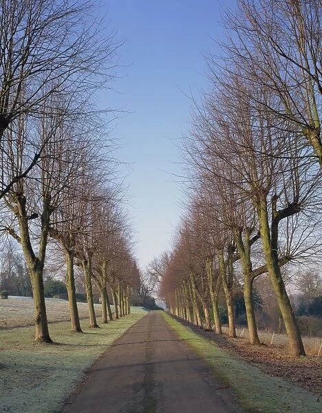 Straight, empty tree lined road in winter, near Mickleham, Surrey, England