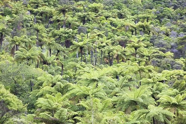 Strand of tree ferns on Waiomu Kauri Grove trail, Thames, Coromandel Peninsula, Waikato, North Island, New Zealand, Pacific