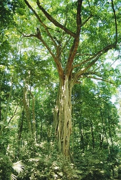 Strangular Fig Tree in rainforest, Cape Tribulation National Park, Queensland, Australia