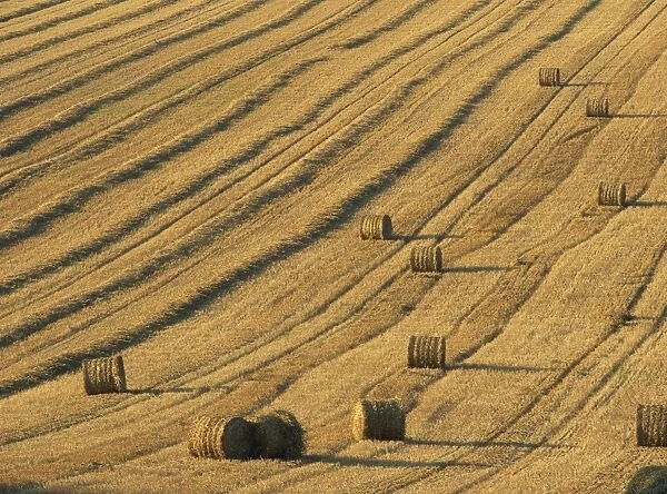 Straw bales in a field after harvesting on the South Downs in Sussex, England
