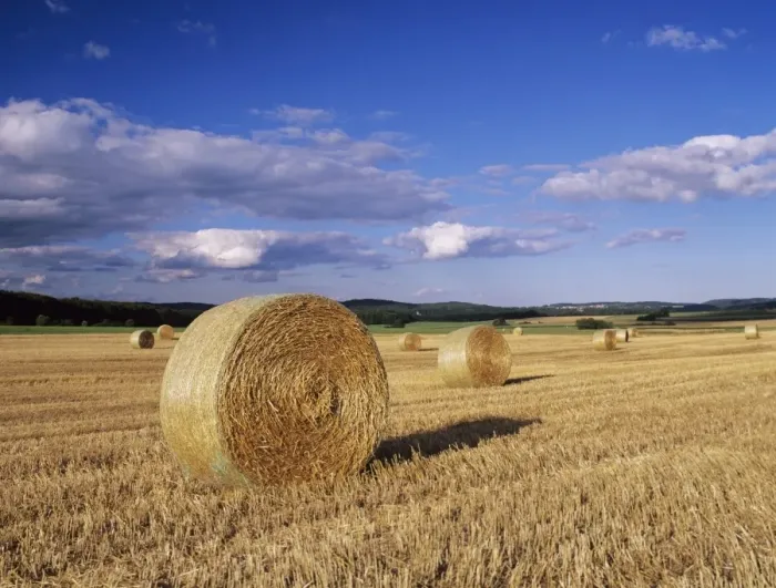 Framed Print : Straw bales, Swabian Alb, Baden Wurttemberg, Germany, Europe Framed Print : Straw bales, Swabian Alb, Baden Wurttemberg, Germany, Europe