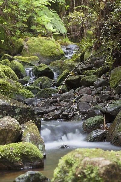 Stream on Kauaeranga Kauri Trail, Thames, Coromandel Peninsula, Waikato, North Island, New Zealand, Pacific