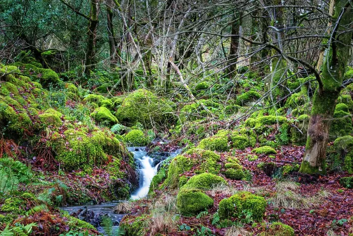 Framed Print : Stream with mossy rocks in a lush, green landscape in the Lake District, England, United Kingdom, Europe