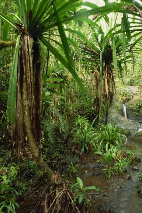 Framed Print : Stream and palms in the Colo-I-Suva rain forest on the island of Viti Levu in Fiji Framed Print : Stream and palms in the Colo-I-Suva rain forest on the island of Viti Levu in Fiji