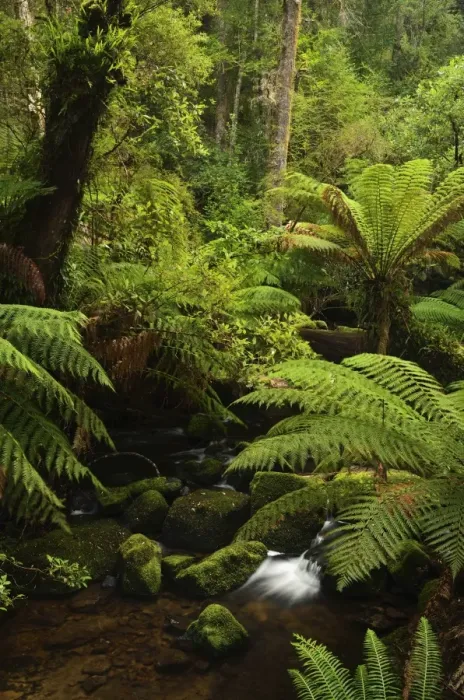Framed Print : Stream and tree ferns, Mount Field National Park, UNESCO World Heritage Site Framed Print : Stream and tree ferns, Mount Field National Park, UNESCO World Heritage Site