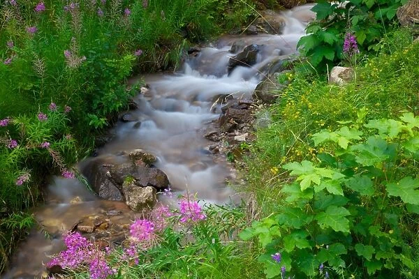 Stream, Vigo di Fassa, Fassa Valley, Trento Province, Trentino-Alto Adige  /  South Tyrol, Italian Dolomites, Italy, Europe