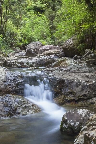 Stream along Waiomu Kauri Grove trail, Thames, Coromandel Peninsula, Waikato, North Island, New Zealand, Pacific