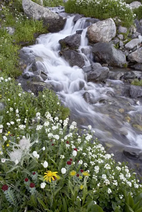 Framed Print : Stream through wildflowers, American Basin, Uncompahgre National Forest Framed Print : Stream through wildflowers, American Basin, Uncompahgre National Forest