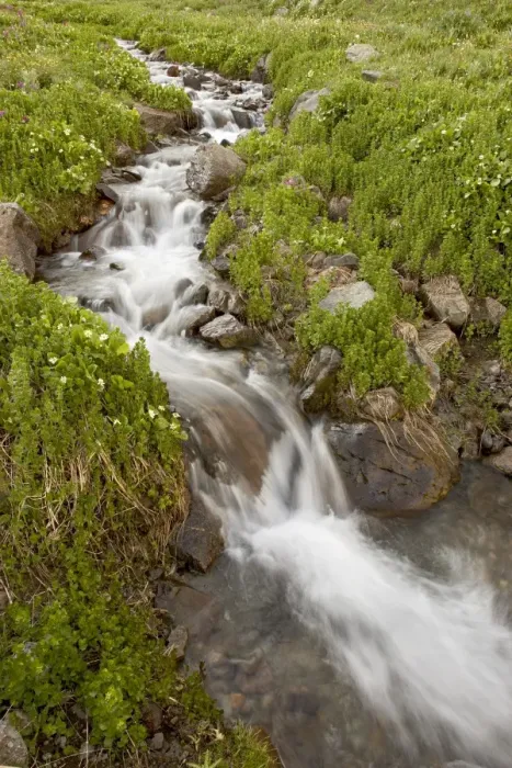 Framed Print : Stream through wildflowers, American Basin, Colorado, United States of America Framed Print : Stream through wildflowers, American Basin, Colorado, United States of America