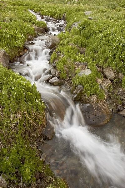 Stream through wildflowers, American Basin, Colorado, United States of America