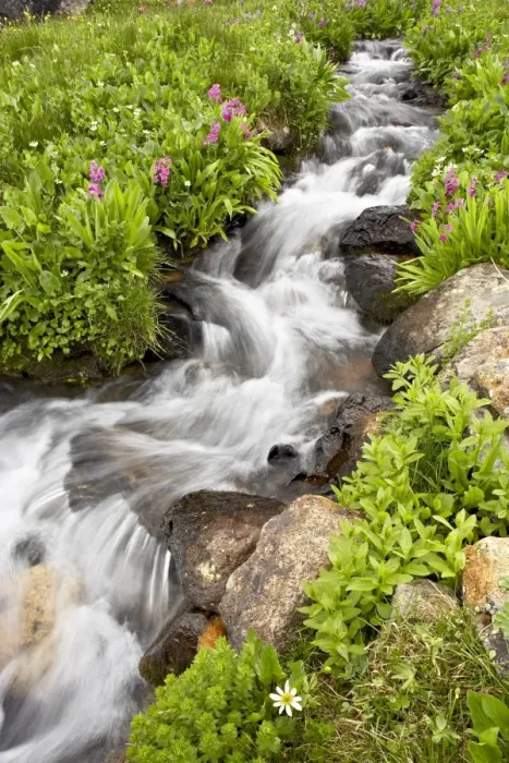 Framed Print : Stream through wildflowers, Mineral Basin, Uncompahgre National Forest