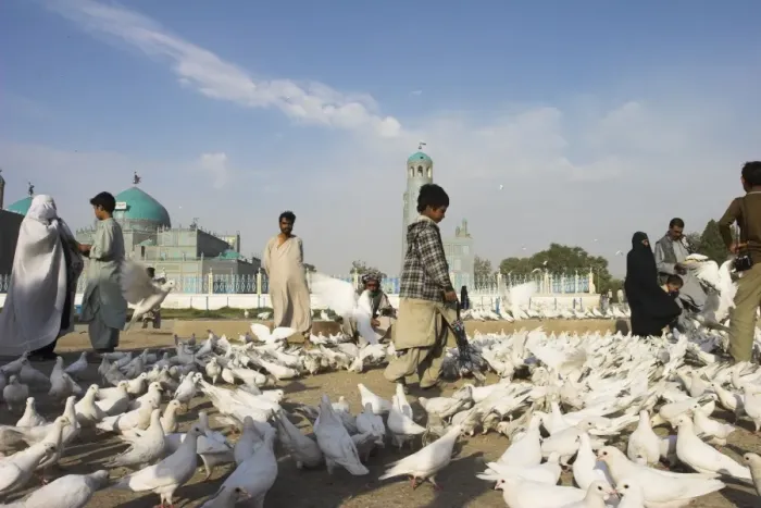 Framed Print : Street boy walks amongst the famous white pigeons, Shrine of Hazrat Ali Framed Print : Street boy walks amongst the famous white pigeons, Shrine of Hazrat Ali