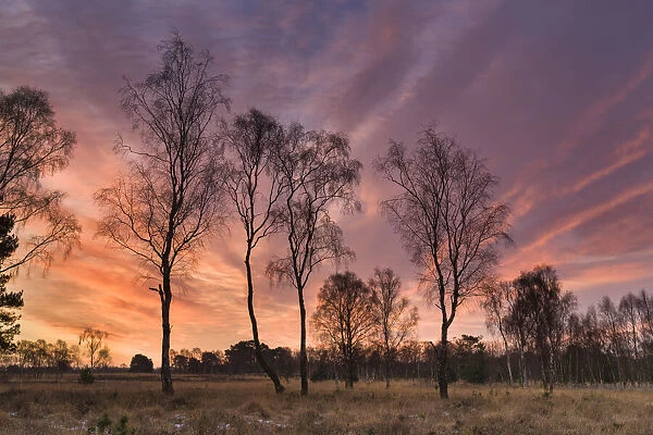 Strensall Common Nature Reserve in mid-winter, North Yorkshire, England, United Kingdom