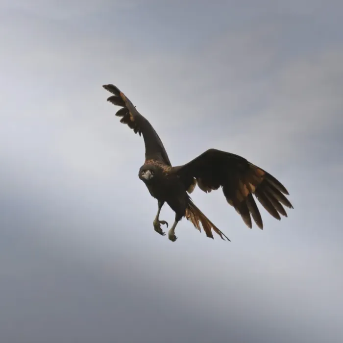 Framed Print : Striated caracara (Phalcoboenus australis) in flight, Sea Lion Island, Falkland Islands, South Atlantic, South America Framed Print : Striated caracara (Phalcoboenus australis) in flight, Sea Lion Island, Falkland Islands, South Atlantic, South America