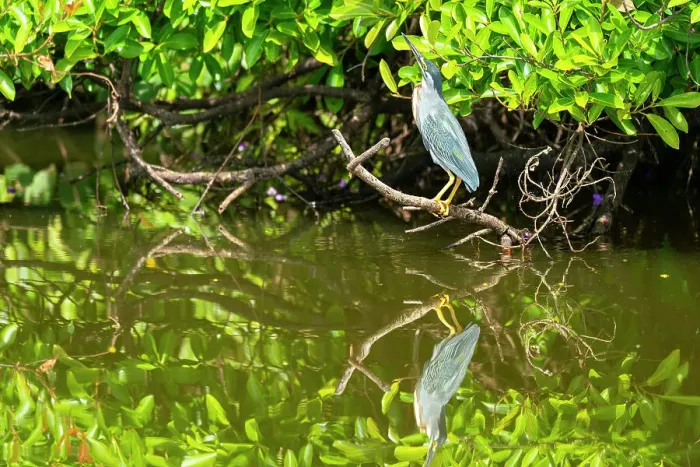 Framed Print : Striated Heron (Butorides striata) perching on branch by Lake Sandoval, Tambopata National Reserve, Puerto Maldonado, Madre de Dios, Peru, South America Framed Print : Striated Heron (Butorides striata) perching on branch by Lake Sandoval, Tambopata National Reserve, Puerto Maldonado, Madre de Dios, Peru, South America