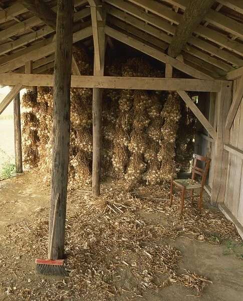 Strings of garlic drying in an outhouse in Gascoigne (Gascony), Midi-Pyrenees