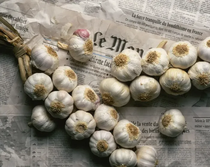 Framed Print : Strings of garlic spread out on Le Monde newspaper in France, Europe Framed Print : Strings of garlic spread out on Le Monde newspaper in France, Europe