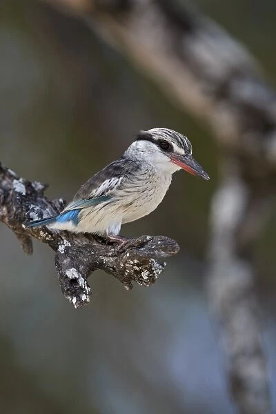 Striped kingfisher (Halcyon chelicuti), male, Selous Game Reserve, Tanzania, East Africa