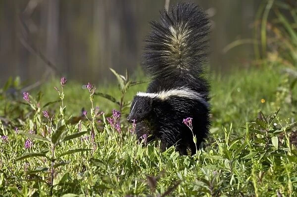 Striped skunk (Mephitis mephitis) with tail up
