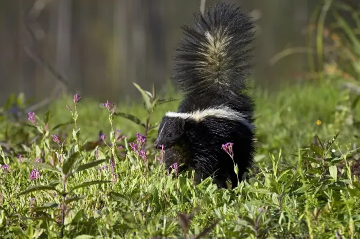 Framed Print : Striped skunk (Mephitis mephitis) with tail up Framed Print : Striped skunk (Mephitis mephitis) with tail up
