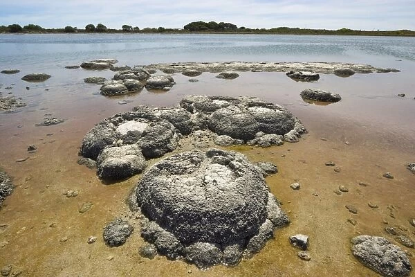 Stromatolites, one of the most ancient life forms on earth, mats of micro-organisms that become rock-like structures through accretion of calcium carbonate, in highly saline lagoons like here in Lake Thetis, Cervantes, Dandaragan Shire