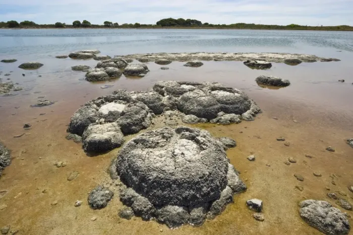 Framed Print : Stromatolites, one of the most ancient life forms on earth, mats of micro-organisms that become rock-like structures through accretion of calcium carbonate, in highly saline lagoons like here in Lake Thetis, Cervantes, Dandaragan Shire Framed Print : Stromatolites, one of the most ancient life forms on earth, mats of micro-organisms that become rock-like structures through accretion of calcium carbonate, in highly saline lagoons like here in Lake Thetis, Cervantes, Dandaragan Shire