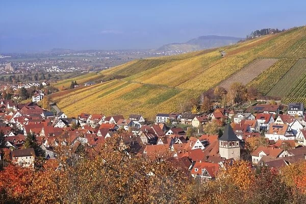 Struempfelbach, vineyards in autumn, Rems Murr District, Baden-Wurttemberg, Germany