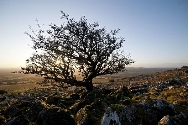 Stunted tree on Dartmoor, Devon, England, United Kingdom, Europe