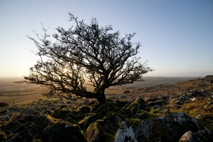 Framed Print : Stunted tree on Dartmoor, Devon, England, United Kingdom, Europe Framed Print : Stunted tree on Dartmoor, Devon, England, United Kingdom, Europe