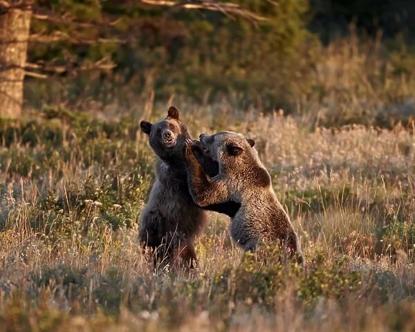 Two sub-adult grizzly bears (Ursus arctos horribilis), Glacier National Park, Montana, United States of America, North America