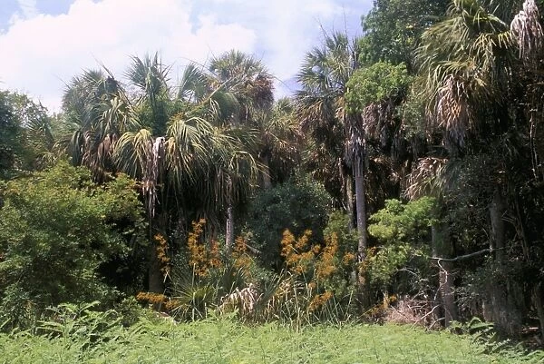 Sub tropical forest