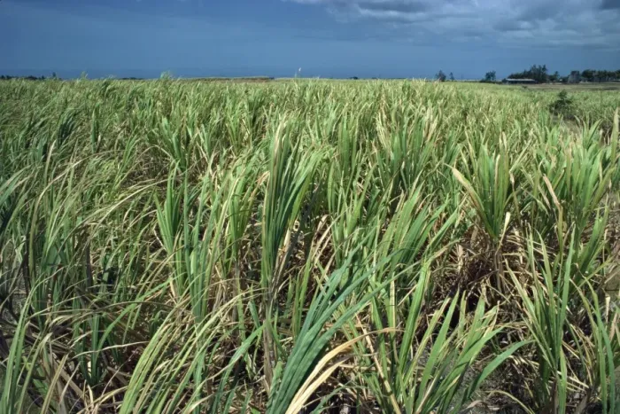 Framed Print : Sugar cane, Barbados, West Indies, Caribbean, Central America Framed Print : Sugar cane, Barbados, West Indies, Caribbean, Central America