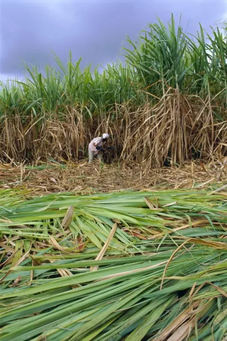 Framed Print : Sugar cane cutting by hand Framed Print : Sugar cane cutting by hand