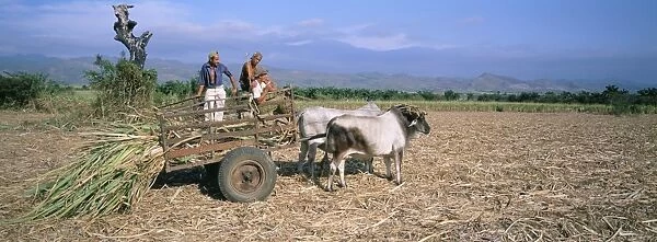 Sugar cane harvest, San Luis valley, Sancti Spiritus province, Cuba, West Indies