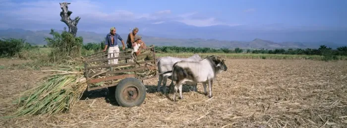 Framed Print : Sugar cane harvest, San Luis valley, Sancti Spiritus province, Cuba, West Indies Framed Print : Sugar cane harvest, San Luis valley, Sancti Spiritus province, Cuba, West Indies
