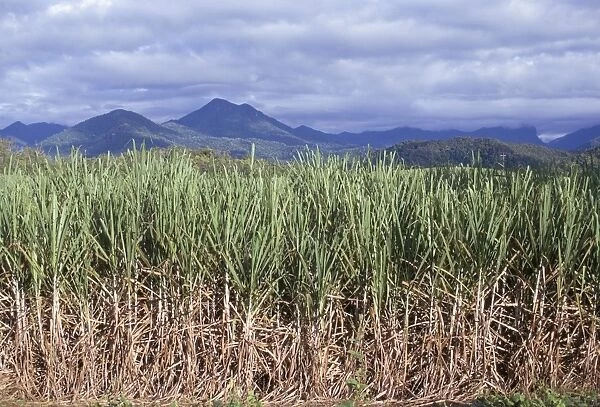 Sugar cane, Queensland, Australia, Pacific