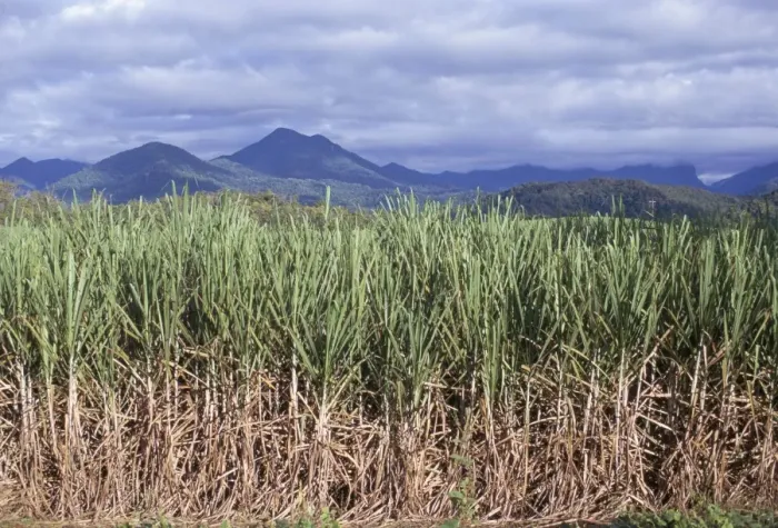 Framed Print : Sugar cane, Queensland, Australia, Pacific Framed Print : Sugar cane, Queensland, Australia, Pacific
