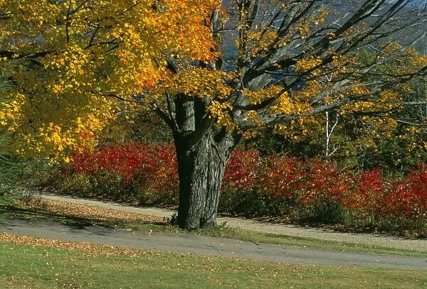 Sugar maple tree losing leaves in autumn (fall)