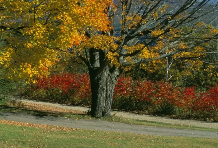 Framed Print : Sugar maple tree losing leaves in autumn (fall)