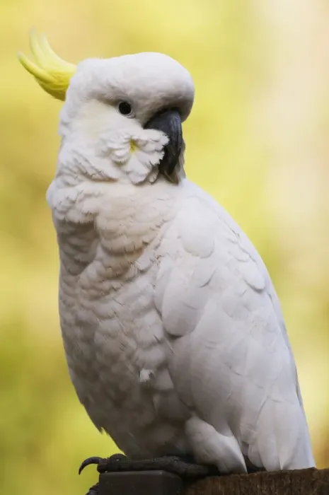 Framed Print : Sulphur-crested cockatoo, Dandenong Ranges, Victoria, Australia, Pacific Framed Print : Sulphur-crested cockatoo, Dandenong Ranges, Victoria, Australia, Pacific