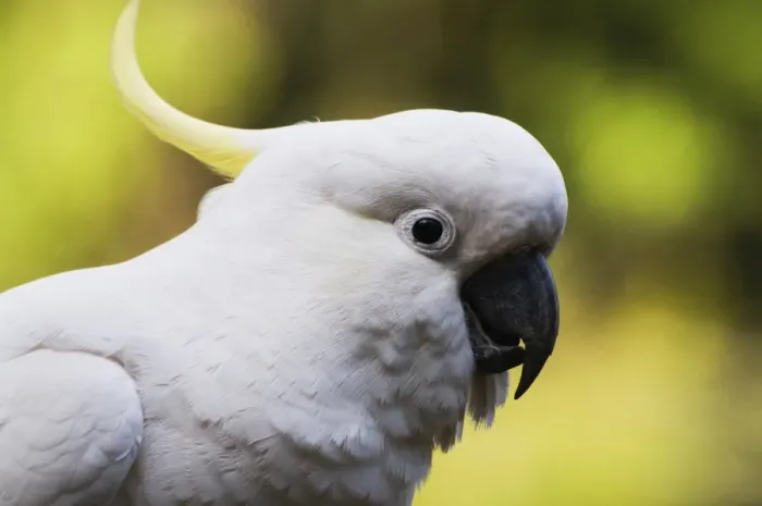Framed Print : Sulphur-crested cockatoo, Dandenong Ranges, Victoria, Australia, Pacific Framed Print : Sulphur-crested cockatoo, Dandenong Ranges, Victoria, Australia, Pacific