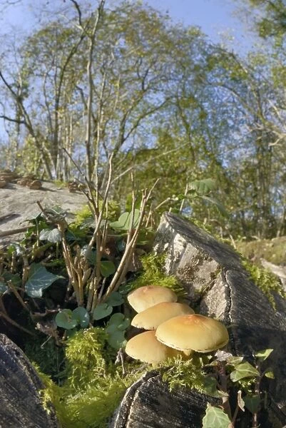 Sulphur tuft fungi (Hypholoma fasciculare) growing on a rotten mossy log in deciduous woodland
